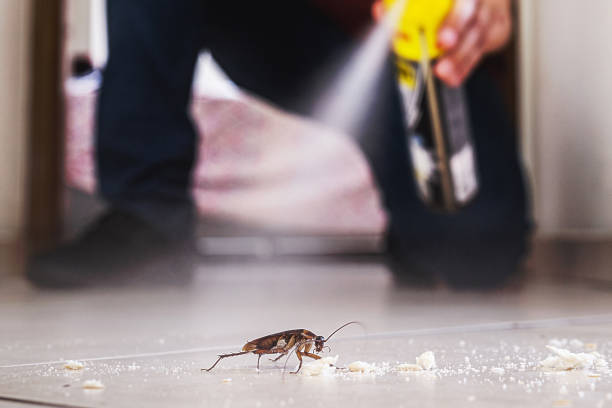 Insect Control in Lawndale, CA